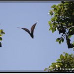 Photo: Fruit Bat Flying Like Batman Against The Sky