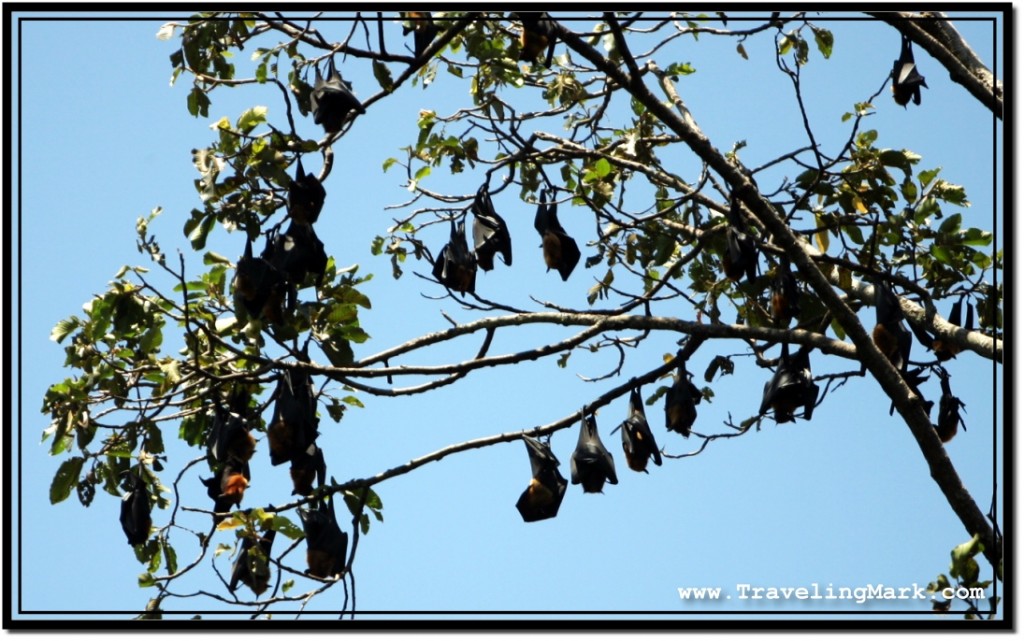 Photo: Sleeping Flying Foxes Look Like Black Fruit Hanging Off a Tree