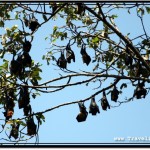 Photo: Sleeping Flying Foxes Look Like Black Fruit Hanging Off a Tree