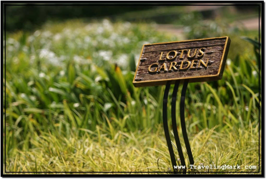 Photo: Signs Informs Visitors About Lotus Flowers in This Section