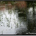 Photo: Pond Surface Covered in Ripples But There Is No Rain