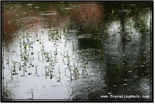 Photo: Pond Surface Covered in Ripples But There Is No Rain