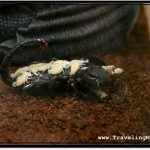 Photo: Lady Scorpion, Leader of the Pack of Emperors Carries Scorpion Babies on her Back After Giving Birth