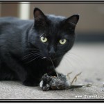Photo: Being a Wild Cat, Shadow was an Excellent Hunter Who Always Brought Her Prey Home to Show What She Caught