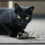 My Pets - Scorpions and Cats