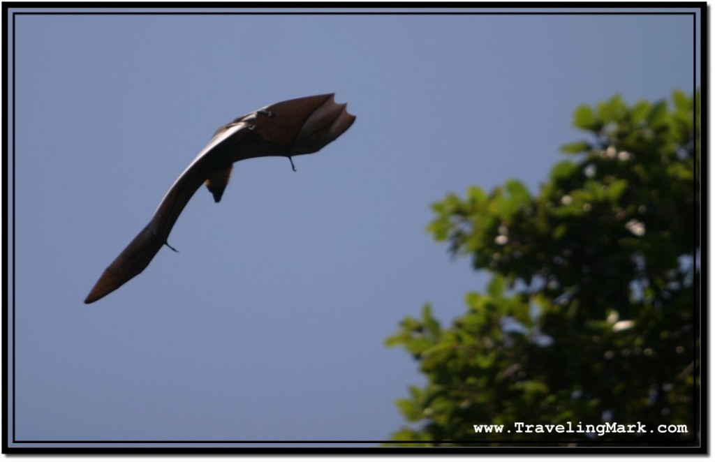 Photo: Sun Reflects Off Rubbery, Dark Fruit Bat Skin