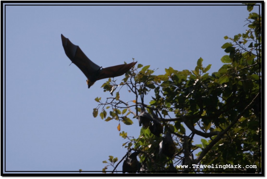 Photo: Swinging His Bat Wings High in the Sky