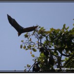 Photo: Swinging His Bat Wings High in the Sky