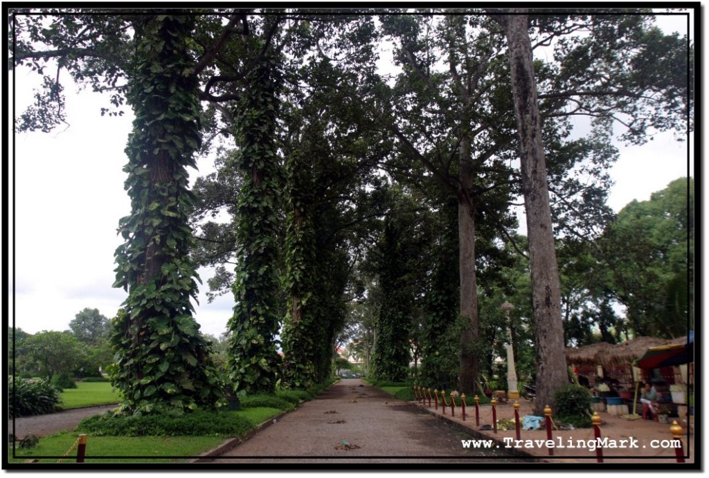 Photo: Tall Trees at Royal Independence Gardens in Siem Reap, The Dwelling of The Flying Foxes
