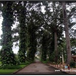 Flying Fox Bats Picture Gallery