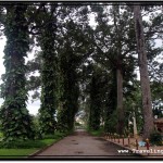 Photo: Tall Trees at Royal Independence Gardens in Siem Reap, The Dwelling of The Flying Foxes