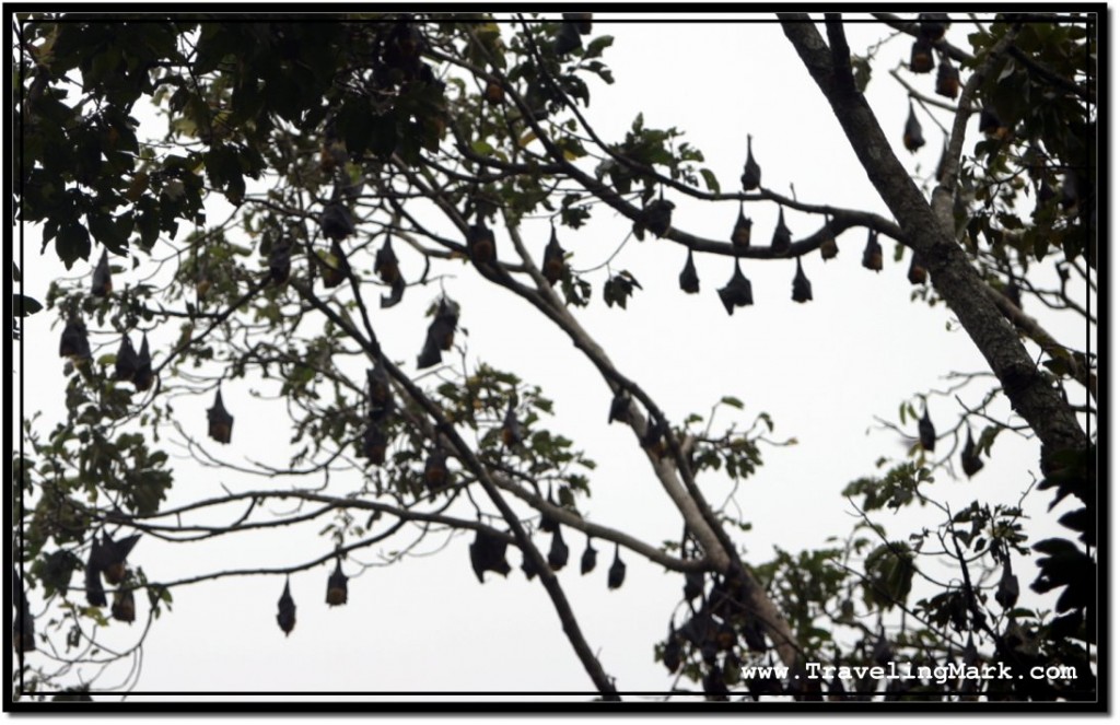 Photo: Trees Full of Sleeping Flying Foxes