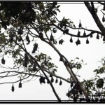 Photo: Trees Full of Sleeping Flying Foxes