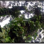 Tall Trees in Which The Flying Foxes Dwell
