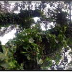 Photo: Trunks of Bat Trees Covered in Wild Growing Vegetation