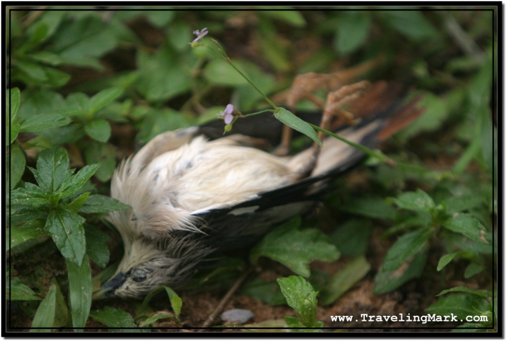 Photo: Dead Bird Underneath Bat Trees, But It Was No Bats That Killed It