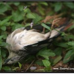 What Do Flying Foxes Eat?