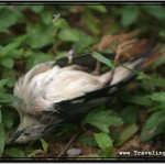 Photo: Dead Bird Underneath Bat Trees, But It Was No Bats That Killed It