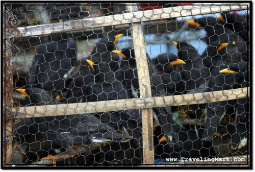 Photo: Dozens of Black Birds Cramped Inside a Small Cage Waiting to be Sold for Profit