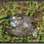 Photo: Live Birds for Sale is a Business of Death