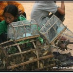 Photo: Street Vendor Selling Live Birds in Siem Reap