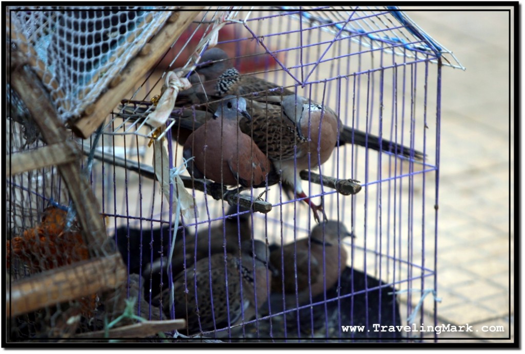 Photo: Live Doves in a Cage Offered for Sale at the Buddhist Temple in Siem Reap