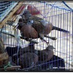 Photo: Live Doves in a Cage Offered for Sale at the Buddhist Temple in Siem Reap