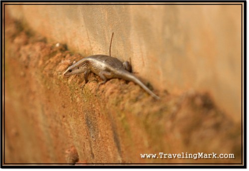 Photo: Big Lizard Crawling Down The Base of the House Where Ha and Her Daughter Lived