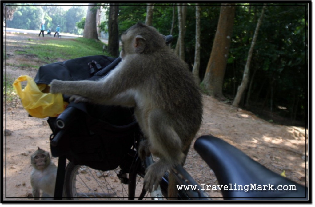 Photo: Monkey Jumps on My Bike and Starts Stealing Stuff Out of My Bag While Another One Watches Closely