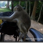 Photo: Monkey Jumps on My Bike and Starts Stealing Stuff Out of My Bag While Another One Watches Closely