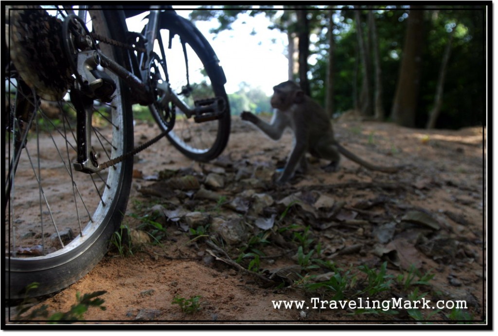 Photo: Monkey Comes to Probe my Bike