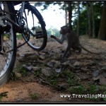 Photo: Monkey Comes to Probe my Bike