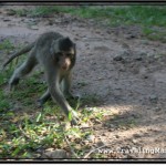 Photo: Monkey Sees Me Stop and Starts Sneaking Up On Me