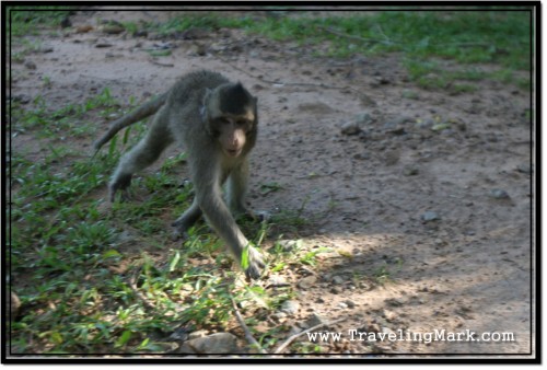 Photo: Monkey Sees Me Stop and Starts Sneaking Up On Me
