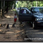 Photo: Stopped Car Diverts Monkeys Attention - Time For Me To Go