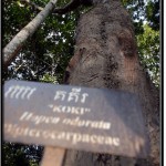 Photo: Koki Tree With Its Name Plate Alongside the Road to Angkor Wat