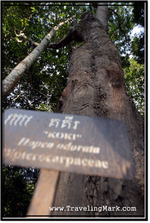 Photo: Koki Tree With Its Name Plate Alongside the Road to Angkor Wat