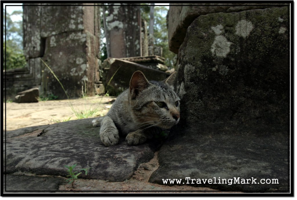 Photo: Cambodian Cat Relaxing in a Shade of the Bayon Temple