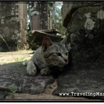 Photo: Cambodian Cat Relaxing in a Shade of the Bayon Temple