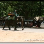Angkor Wat Elephants