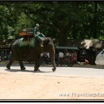 Photo: Elephants for Hire at Angkor Wat