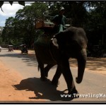 Angkor Wat Elephants