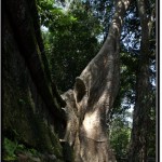 Photo: Huge Tree Growing on Top of Stone Wall at Vihear Prampil Loveng