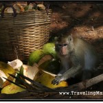 Photo: Monkey Munches on Young Coconut Shells at Angkor Wat