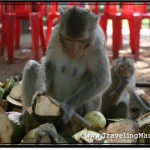 Photo: Angkor Wat Resident Monkeys Kept Me Company by Eating Coconut Leftovers