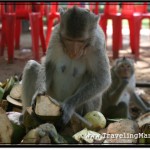 Coconuts at Angkor Wat and Value of Repeat Business
