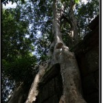 Photo: Roots of a Massive Silk Tree Wrapping Around Ancient Angkor Stones
