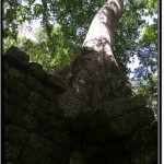 Photo: Huge Tree Growing Atop of Ancient Wall - The last Picture I Took Before Darting Off to Save my Arse