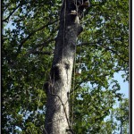 Photo: As an Environmentalist, The Abuse of Cambodian Trees Makes Me Very Sad