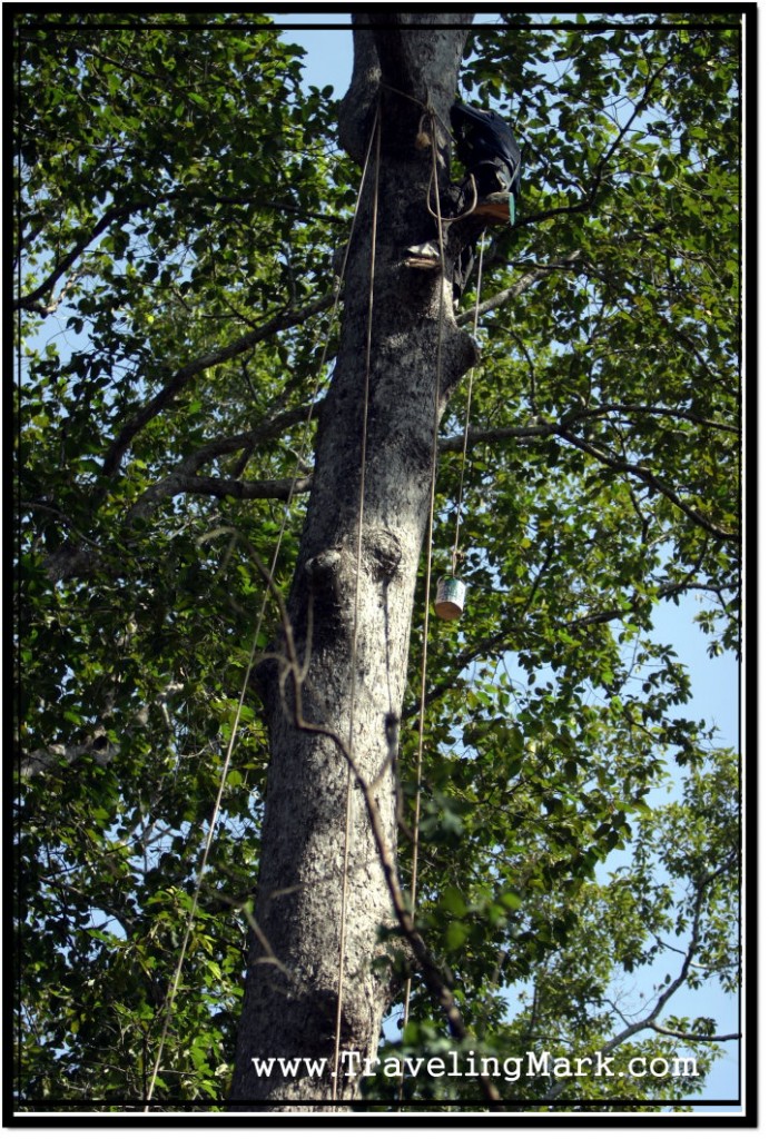 Photo: As an Environmentalist, The Abuse of Cambodian Trees Makes Me Very Sad